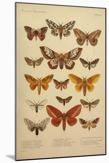 American Lepidoptera, Plate 3-null-Mounted Giclee Print