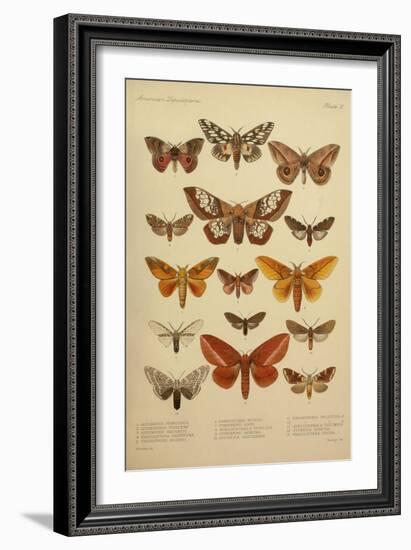 American Lepidoptera, Plate 3-null-Framed Giclee Print