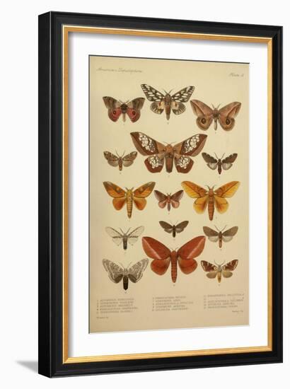 American Lepidoptera, Plate 3-null-Framed Giclee Print