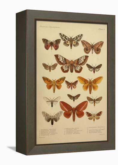 American Lepidoptera, Plate 3-null-Framed Premier Image Canvas