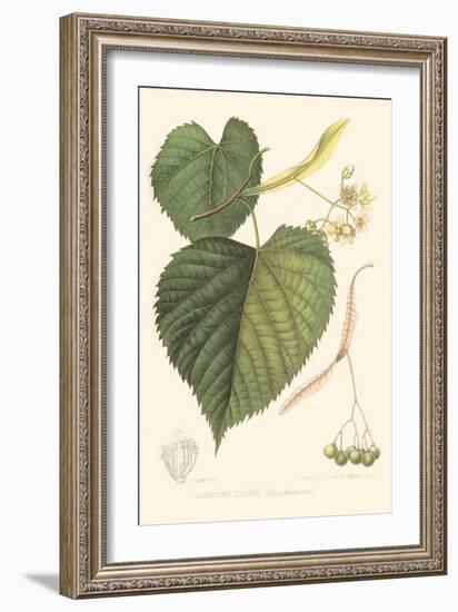 American Linden-Sprague-Framed Premium Giclee Print