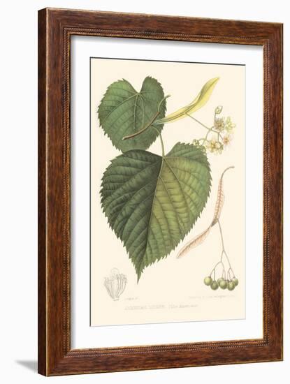 American Linden-Sprague-Framed Premium Giclee Print