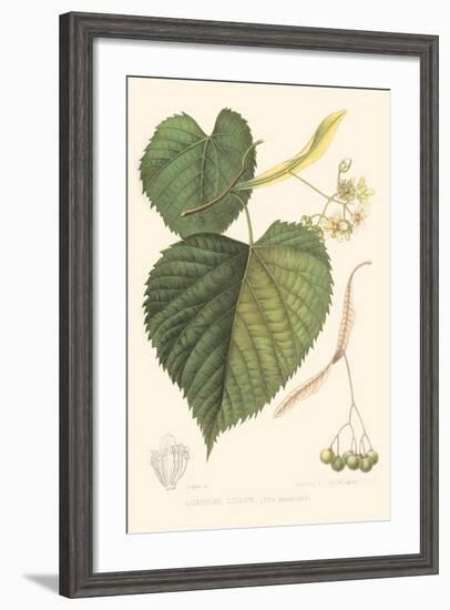 American Linden-Sprague-Framed Art Print