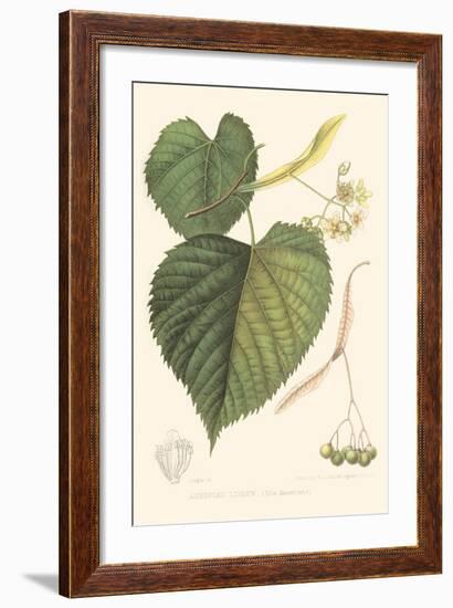 American Linden-Sprague-Framed Art Print