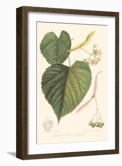 American Linden-Sprague-Framed Art Print