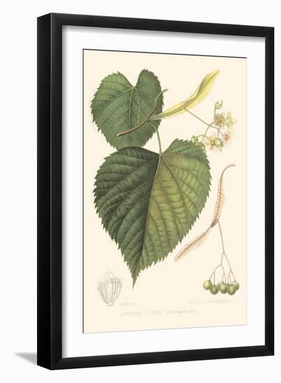 American Linden-Sprague-Framed Art Print