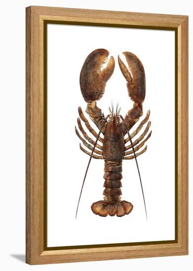 American Lobster, From a Specimen in Eastport, Maine, 1880s-null-Framed Premier Image Canvas