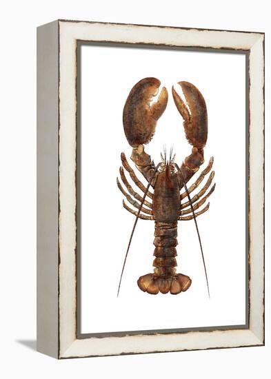 American Lobster, From a Specimen in Eastport, Maine, 1880s-null-Framed Premier Image Canvas