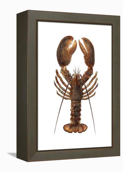 American Lobster, From a Specimen in Eastport, Maine, 1880s-null-Framed Premier Image Canvas