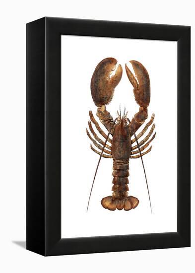 American Lobster, From a Specimen in Eastport, Maine, 1880s-null-Framed Premier Image Canvas