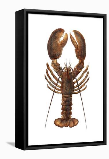 American Lobster, From a Specimen in Eastport, Maine, 1880s-null-Framed Premier Image Canvas