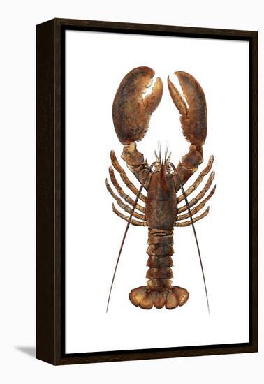 American Lobster, From a Specimen in Eastport, Maine, 1880s-null-Framed Premier Image Canvas