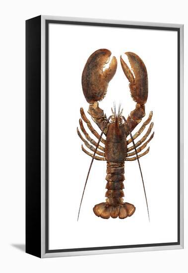 American Lobster, From a Specimen in Eastport, Maine, 1880s-null-Framed Premier Image Canvas