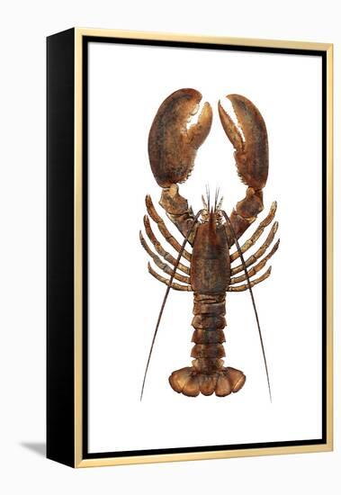 American Lobster, From a Specimen in Eastport, Maine, 1880s-null-Framed Premier Image Canvas