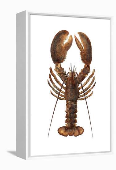 American Lobster, From a Specimen in Eastport, Maine, 1880s-null-Framed Premier Image Canvas