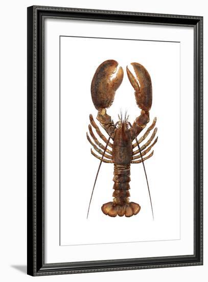 American Lobster, From a Specimen in Eastport, Maine, 1880s-null-Framed Photographic Print