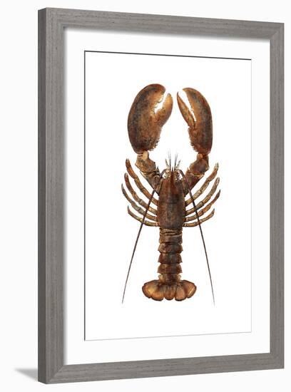 American Lobster, From a Specimen in Eastport, Maine, 1880s-null-Framed Photographic Print