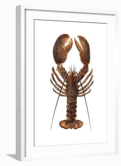 American Lobster, From a Specimen in Eastport, Maine, 1880s-null-Framed Photographic Print