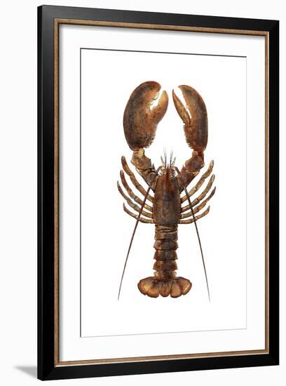 American Lobster, From a Specimen in Eastport, Maine, 1880s-null-Framed Photographic Print
