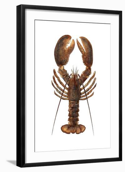 American Lobster, From a Specimen in Eastport, Maine, 1880s-null-Framed Photographic Print