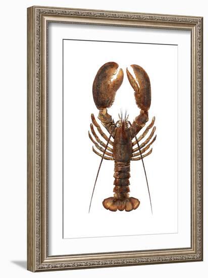 American Lobster, From a Specimen in Eastport, Maine, 1880s-null-Framed Photographic Print
