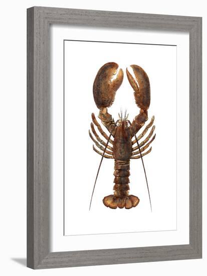 American Lobster, From a Specimen in Eastport, Maine, 1880s-null-Framed Photographic Print