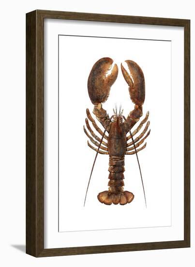 American Lobster, From a Specimen in Eastport, Maine, 1880s-null-Framed Photographic Print