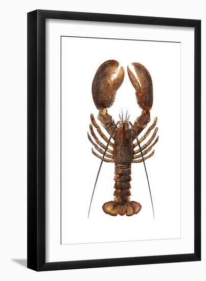 American Lobster, From a Specimen in Eastport, Maine, 1880s-null-Framed Photographic Print