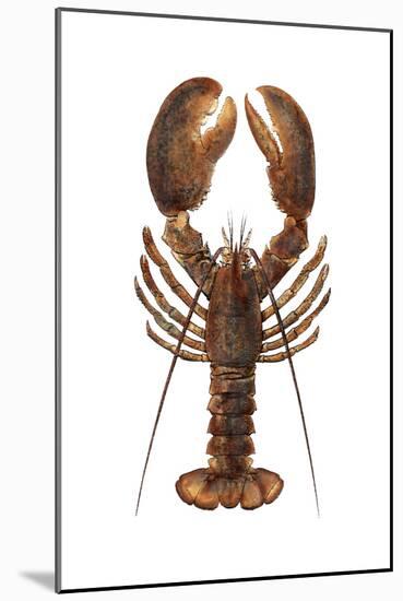 American Lobster, From a Specimen in Eastport, Maine, 1880s-null-Mounted Photographic Print