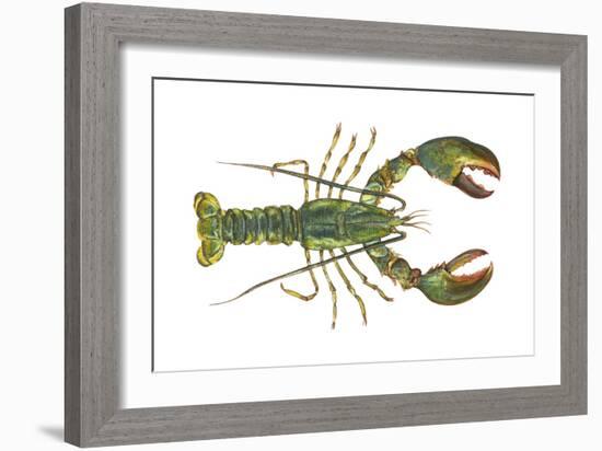 American Lobster (Homarus Americanus), Crustaceans-Encyclopaedia Britannica-Framed Art Print