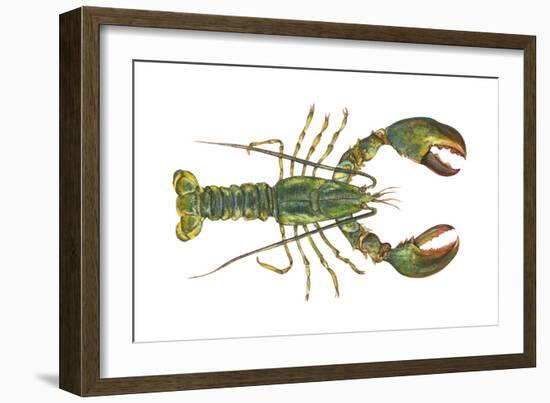 American Lobster (Homarus Americanus), Crustaceans-Encyclopaedia Britannica-Framed Art Print