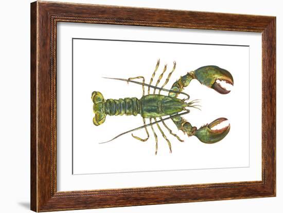 American Lobster (Homarus Americanus), Crustaceans-Encyclopaedia Britannica-Framed Art Print
