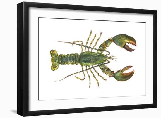 American Lobster (Homarus Americanus), Crustaceans-Encyclopaedia Britannica-Framed Art Print