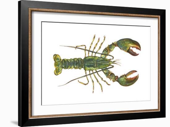 American Lobster (Homarus Americanus), Crustaceans-Encyclopaedia Britannica-Framed Art Print