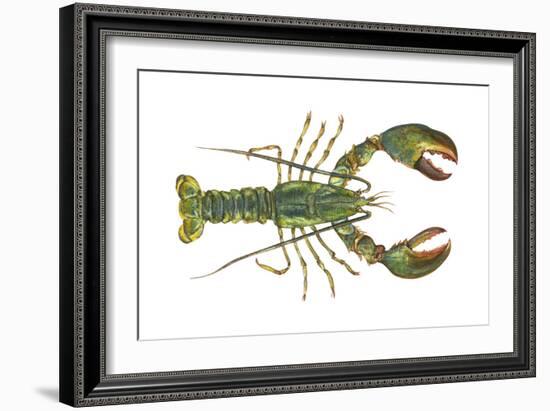 American Lobster (Homarus Americanus), Crustaceans-Encyclopaedia Britannica-Framed Art Print