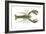 American Lobster (Homarus Americanus), Crustaceans-Encyclopaedia Britannica-Framed Art Print