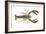 American Lobster (Homarus Americanus), Crustaceans-Encyclopaedia Britannica-Framed Art Print