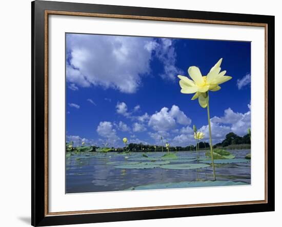 American Lotus, in Flower, Welder Wildlife Refuge, Rockport, Texas, USA-Rolf Nussbaumer-Framed Photographic Print