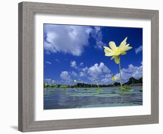 American Lotus, in Flower, Welder Wildlife Refuge, Rockport, Texas, USA-Rolf Nussbaumer-Framed Photographic Print