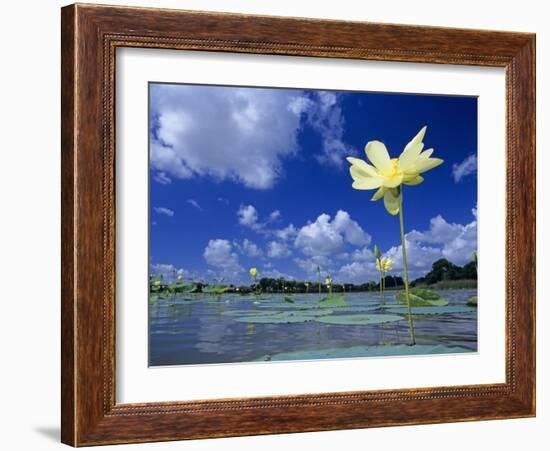 American Lotus, in Flower, Welder Wildlife Refuge, Rockport, Texas, USA-Rolf Nussbaumer-Framed Photographic Print