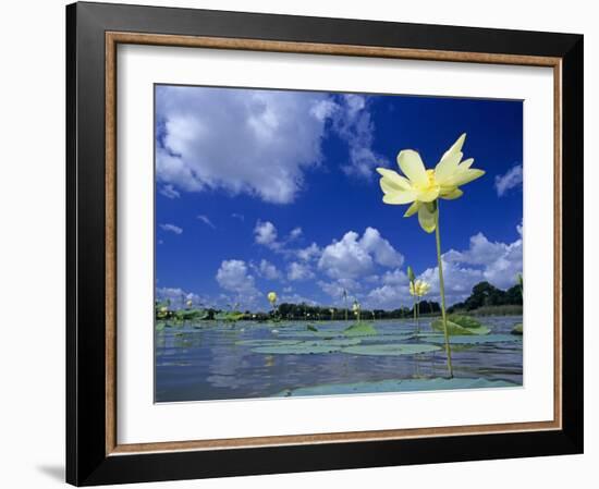 American Lotus, in Flower, Welder Wildlife Refuge, Rockport, Texas, USA-Rolf Nussbaumer-Framed Photographic Print