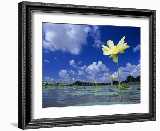 American Lotus, in Flower, Welder Wildlife Refuge, Rockport, Texas, USA-Rolf Nussbaumer-Framed Photographic Print