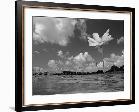 American Lotus, in Flower, Welder Wildlife Refuge, Rockport, Texas, USA-Rolf Nussbaumer-Framed Photographic Print