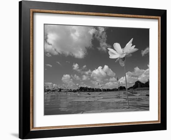 American Lotus, in Flower, Welder Wildlife Refuge, Rockport, Texas, USA-Rolf Nussbaumer-Framed Photographic Print