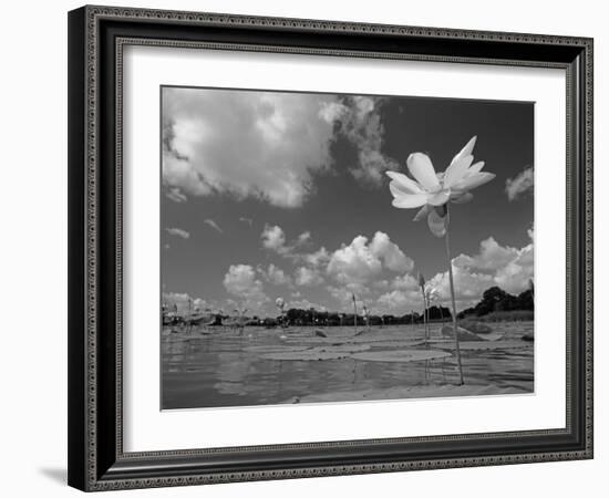 American Lotus, in Flower, Welder Wildlife Refuge, Rockport, Texas, USA-Rolf Nussbaumer-Framed Photographic Print