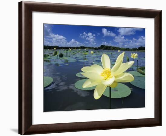 American Lotus, Welder Wildlife Refuge, Rockport, Texas, USA-Rolf Nussbaumer-Framed Photographic Print