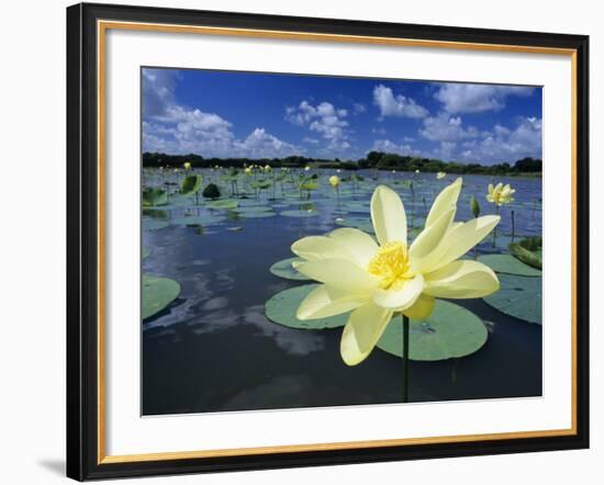 American Lotus, Welder Wildlife Refuge, Rockport, Texas, USA-Rolf Nussbaumer-Framed Photographic Print