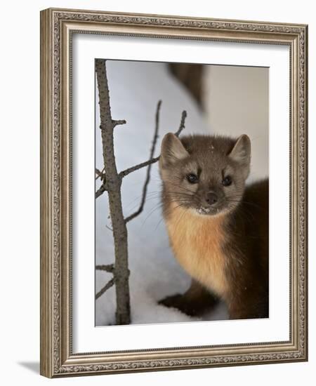 American Marten (Pine Marten) (Martes Americana) in the Snow-James Hager-Framed Photographic Print