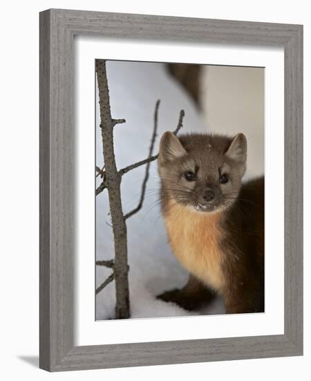 American Marten (Pine Marten) (Martes Americana) in the Snow-James Hager-Framed Photographic Print