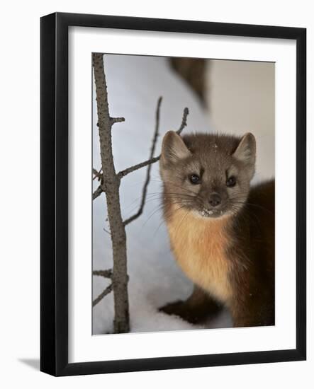 American Marten (Pine Marten) (Martes Americana) in the Snow-James Hager-Framed Photographic Print